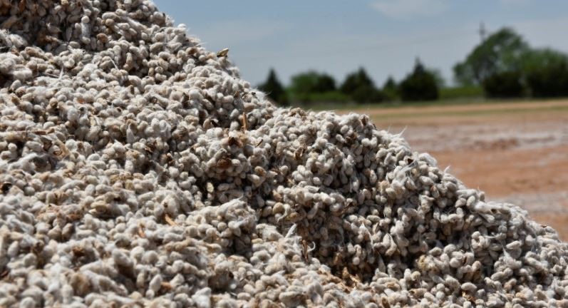 Cottonseed As A Supplemental Food For Deer Sweet Water Ranch Llc